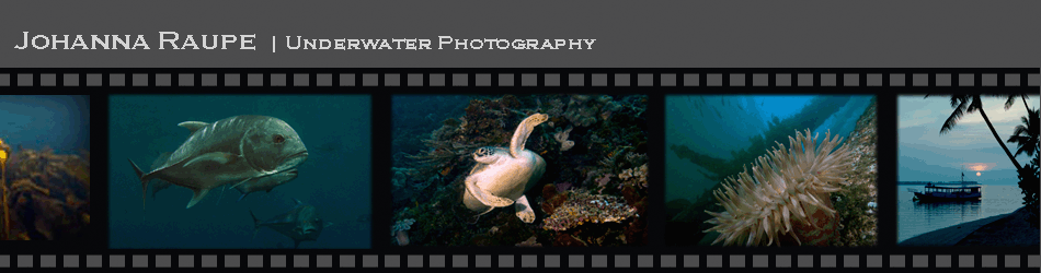 Johanna Raupe Underwater Photography